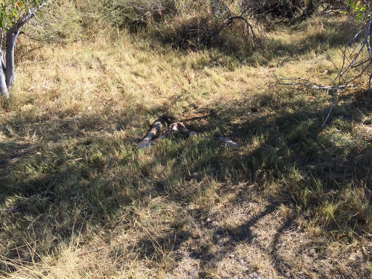 [19911] 2016_06_28_09_14_43_Africa_iPhone_6_Plus_IMG_3807_00382.jpg