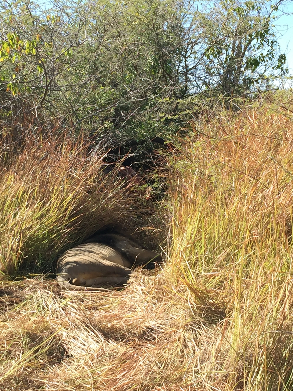 [19914] 2016_06_28_09_24_19_Africa_iPhone_6_Plus_IMG_3813_06967.jpg