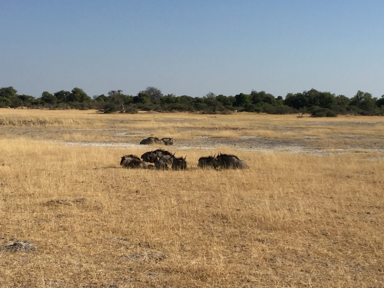 [24794] 2016_06_30_09_26_27_Africa_iPhone_6_Plus_IMG_3929_00443.jpg