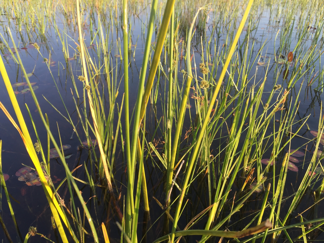 [27294] 2016_07_01_16_38_40_Africa_iPhone_6_Plus_IMG_4142_00565.jpg