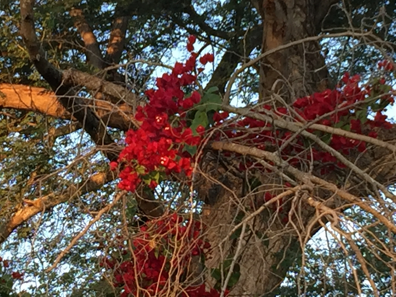 [32726] 2016_07_03_17_24_23_Africa_iPhone_6_Plus_IMG_4951_07372.jpg