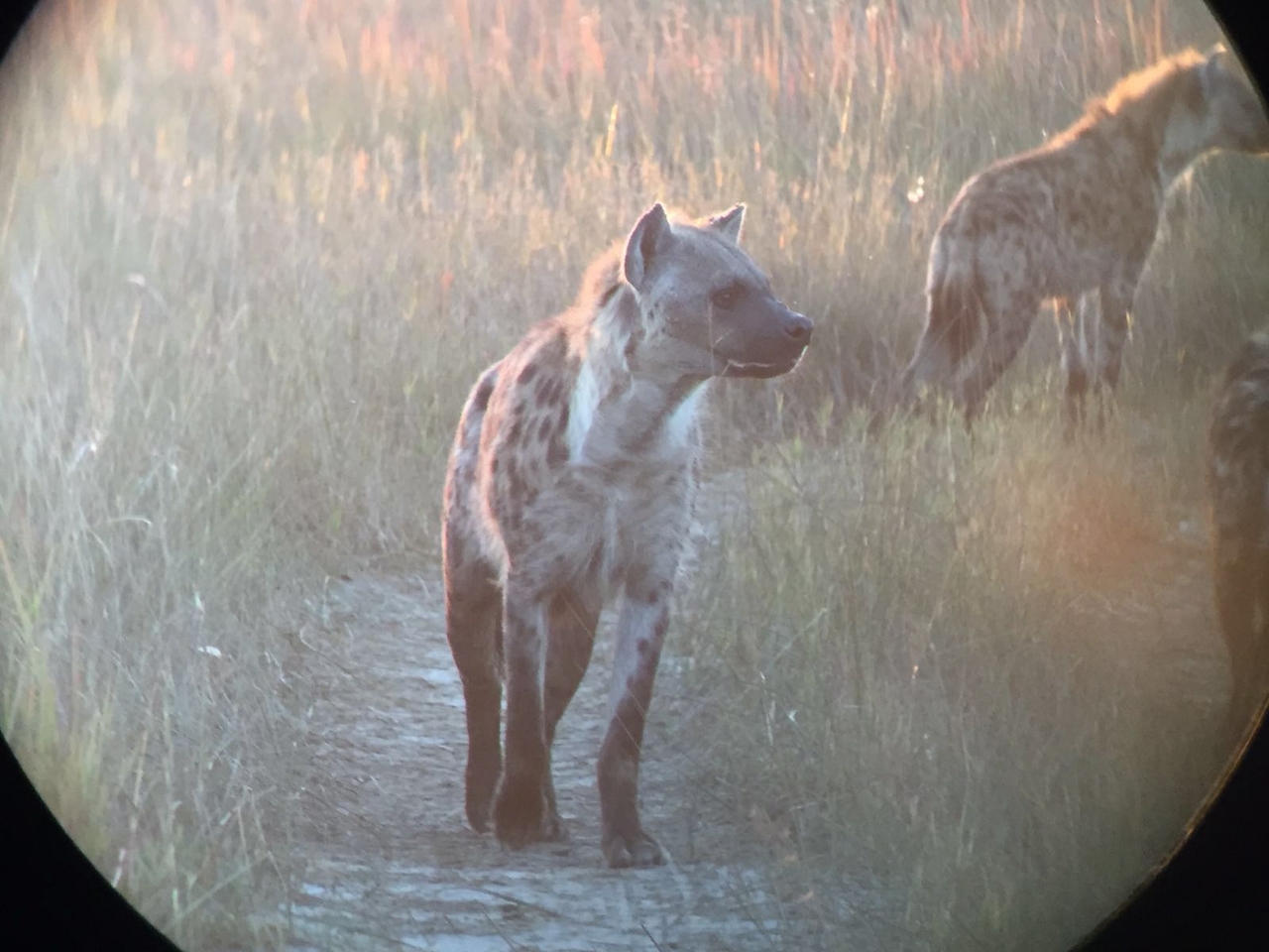 [34754] 2016_08_07_19_20_36-04_00_Africa_Other_Cameras_IMG_4966_07387.jpg