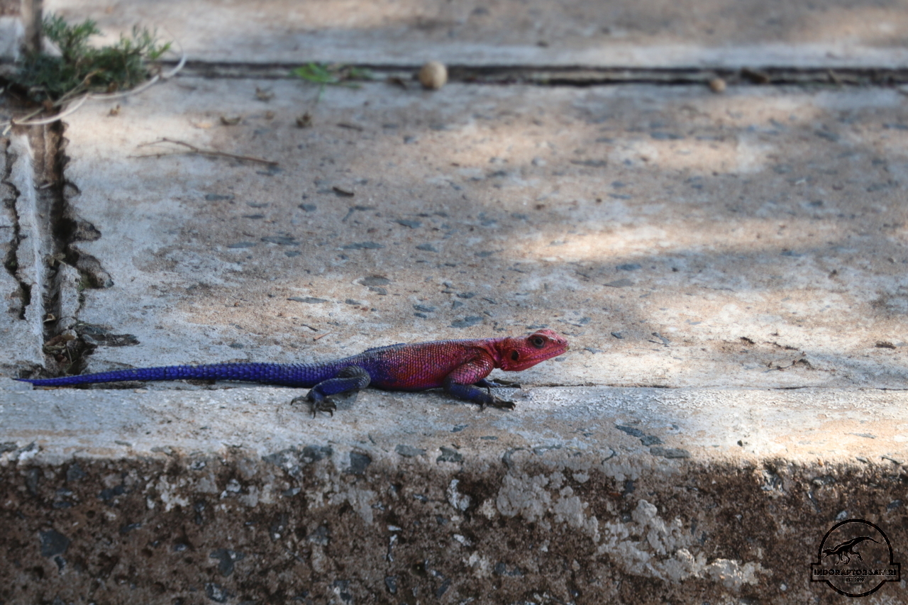 [19] 2019_06_29_09_53_01_Africa_Canon_EOS_77D_IMG__00006.jpg