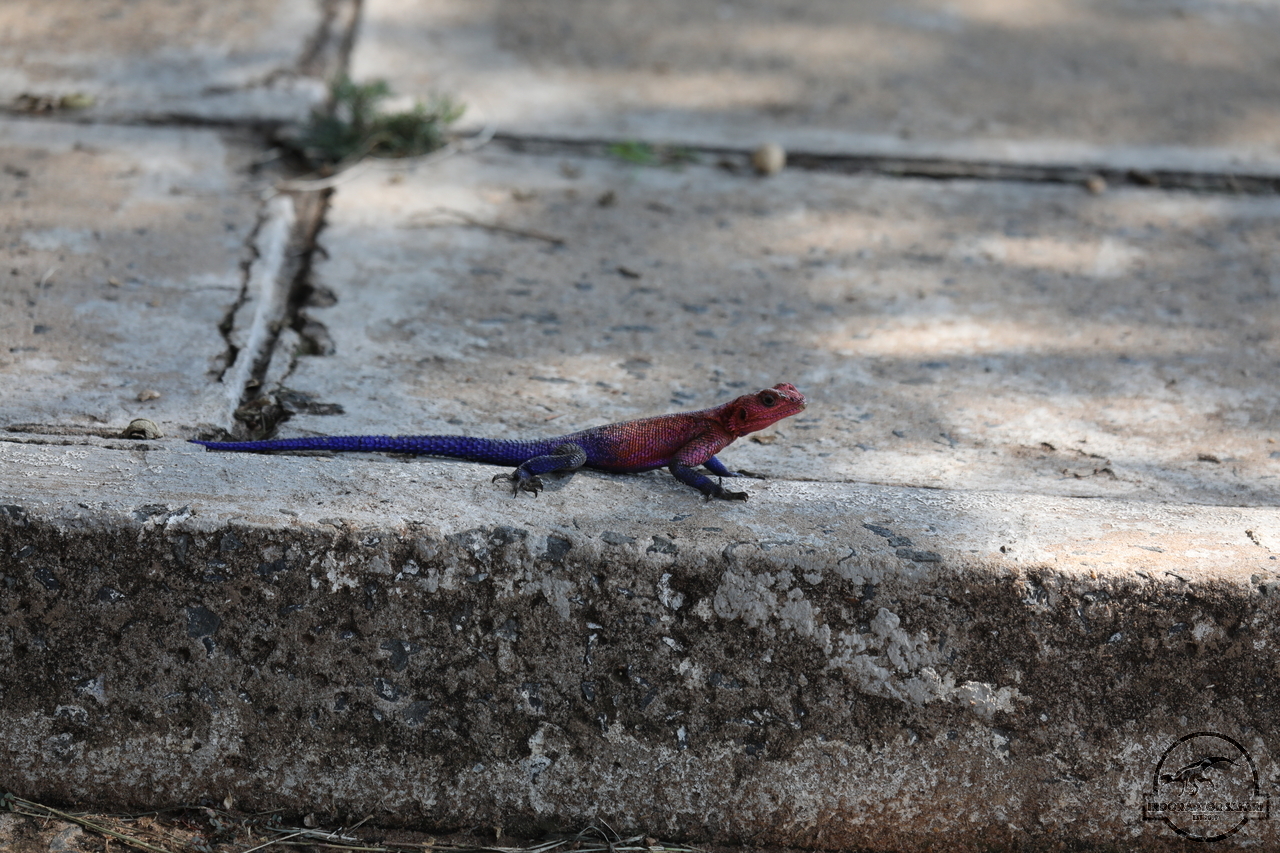 [21] 2019_06_29_14_53_45_Africa_Canon_EOS_5D_Mark_IV_IMG_0004758_00001.jpg