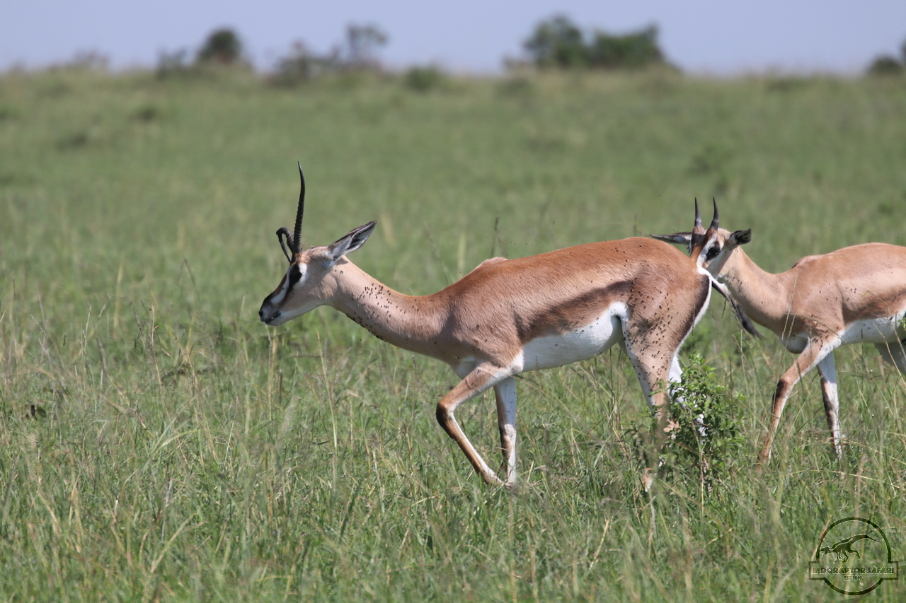 [63] 2019_06_29_09_38_56_Africa_Canon_EOS_77D_IMG_1732_00010.jpg