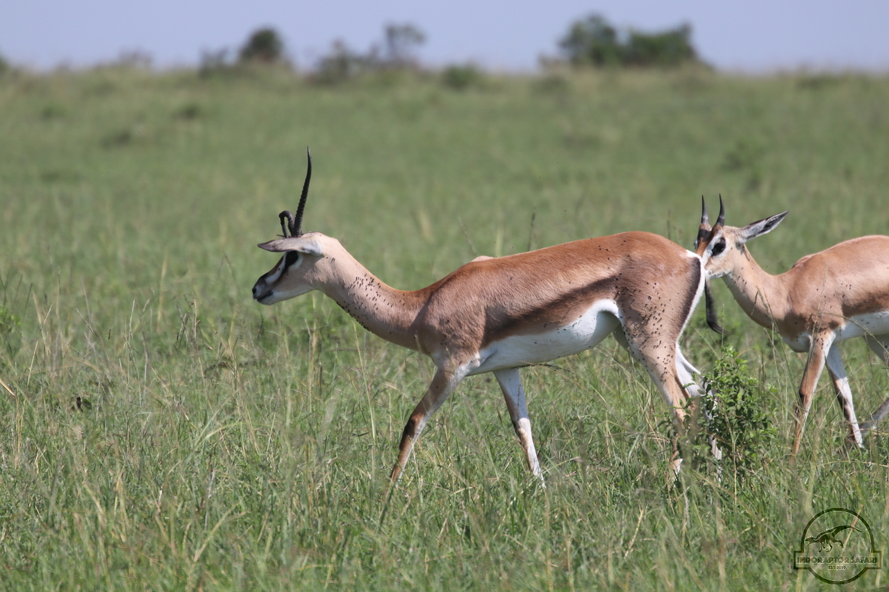 [65] 2019_06_29_09_38_56_Africa_Canon_EOS_77D_IMG_1733_00004.jpg