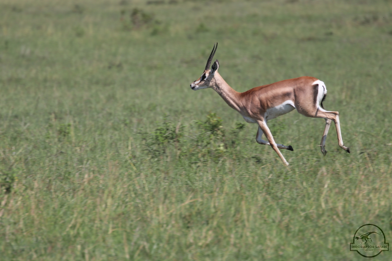 [84] 2019_06_29_09_39_14_Africa_Canon_EOS_77D_IMG_1739_00017.jpg