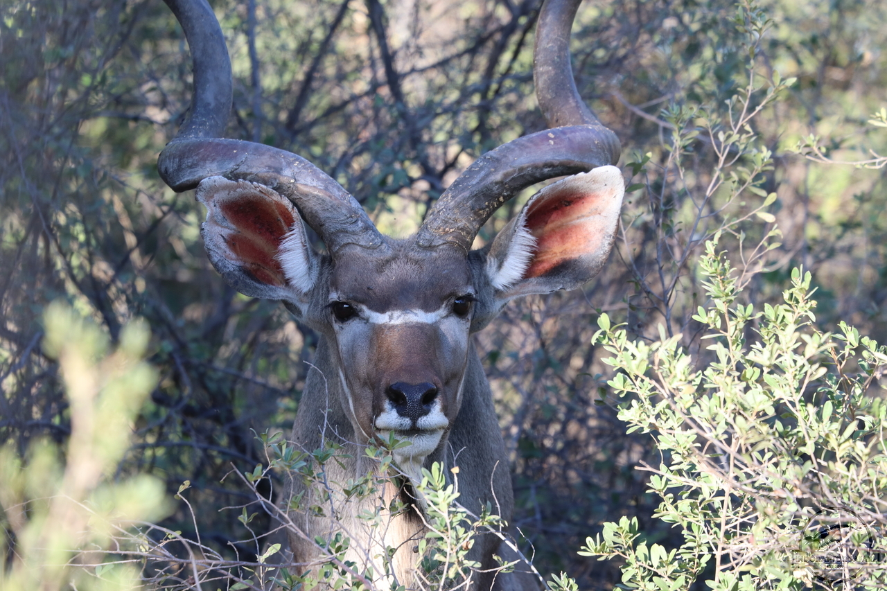 [97] 2019_06_19_16_55_05_Africa_Canon_EOS_77D_IMG_0133_00044.jpg