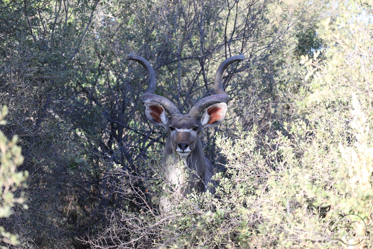 [101] 2019_06_19_21_55_40_Africa_Canon_EOS_5D_Mark_IV_IMG_0000357_00002.jpg