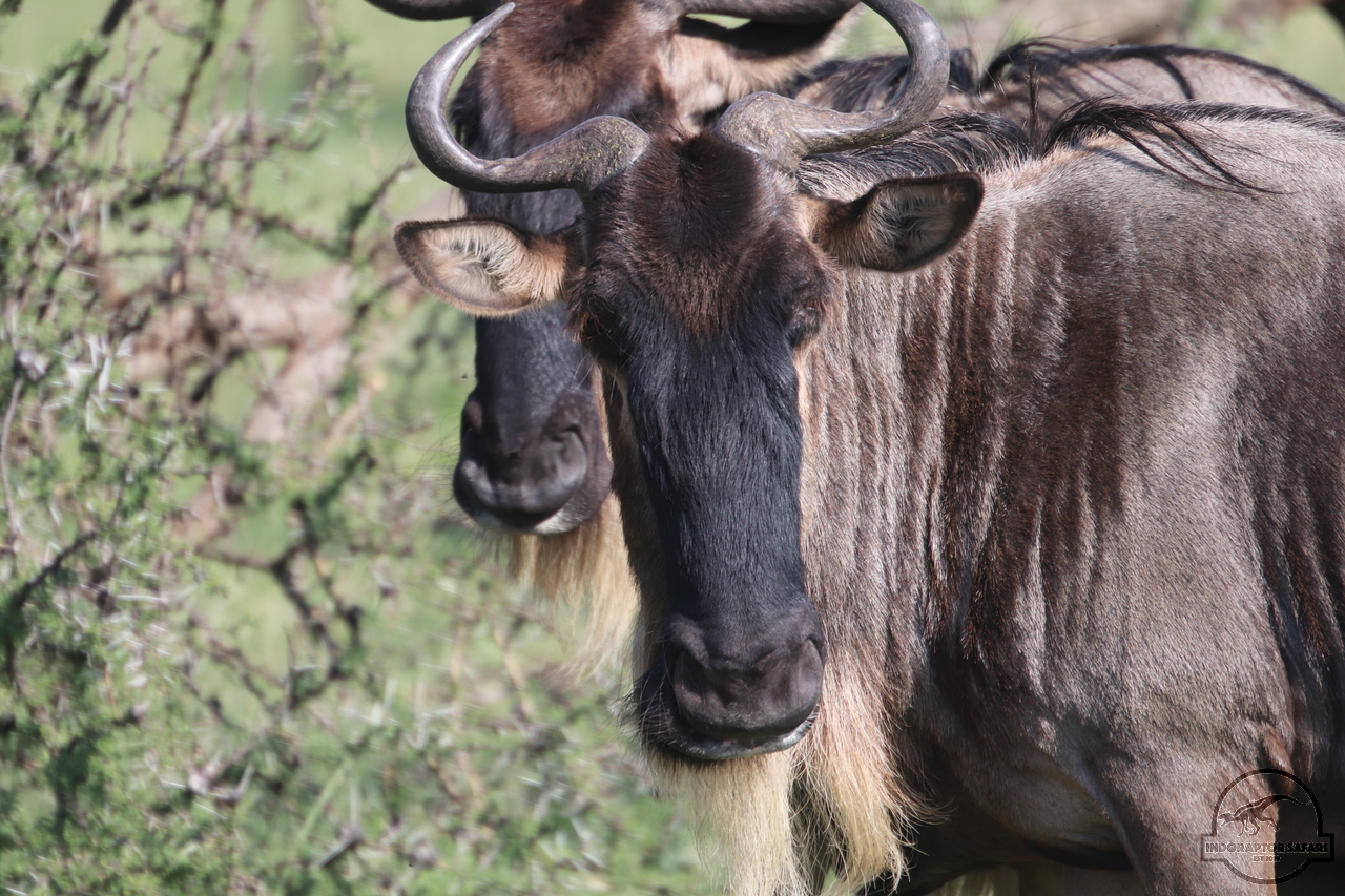 [220] 2019_06_30_08_13_52_Africa_Canon_EOS_77D_IMG_1926_00089.jpg