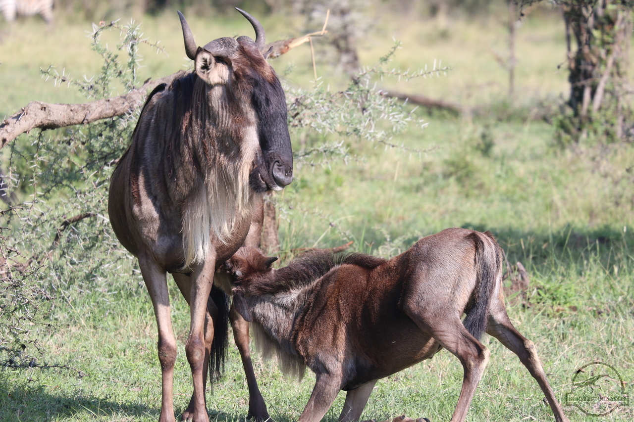[222] 2019_06_30_08_14_02_Africa_Canon_EOS_77D_IMG_1931_00069.jpg