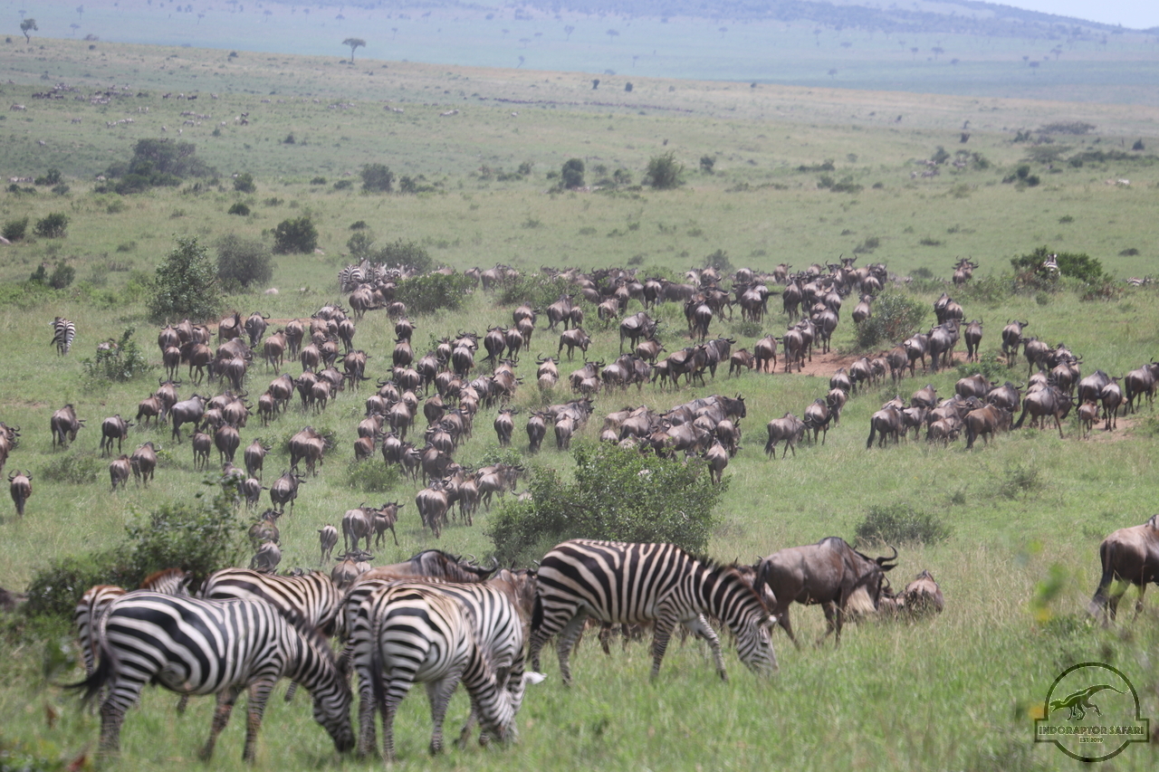 [228] 2019_07_02_12_24_36_Africa_Canon_EOS_77D_IMG_3194_00070.jpg