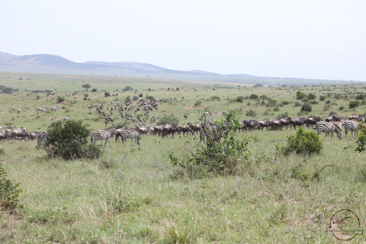 [231] 2019_07_02_17_24_20_Africa_Canon_EOS_5D_Mark_IV_IMG_0012815_00060.jpg