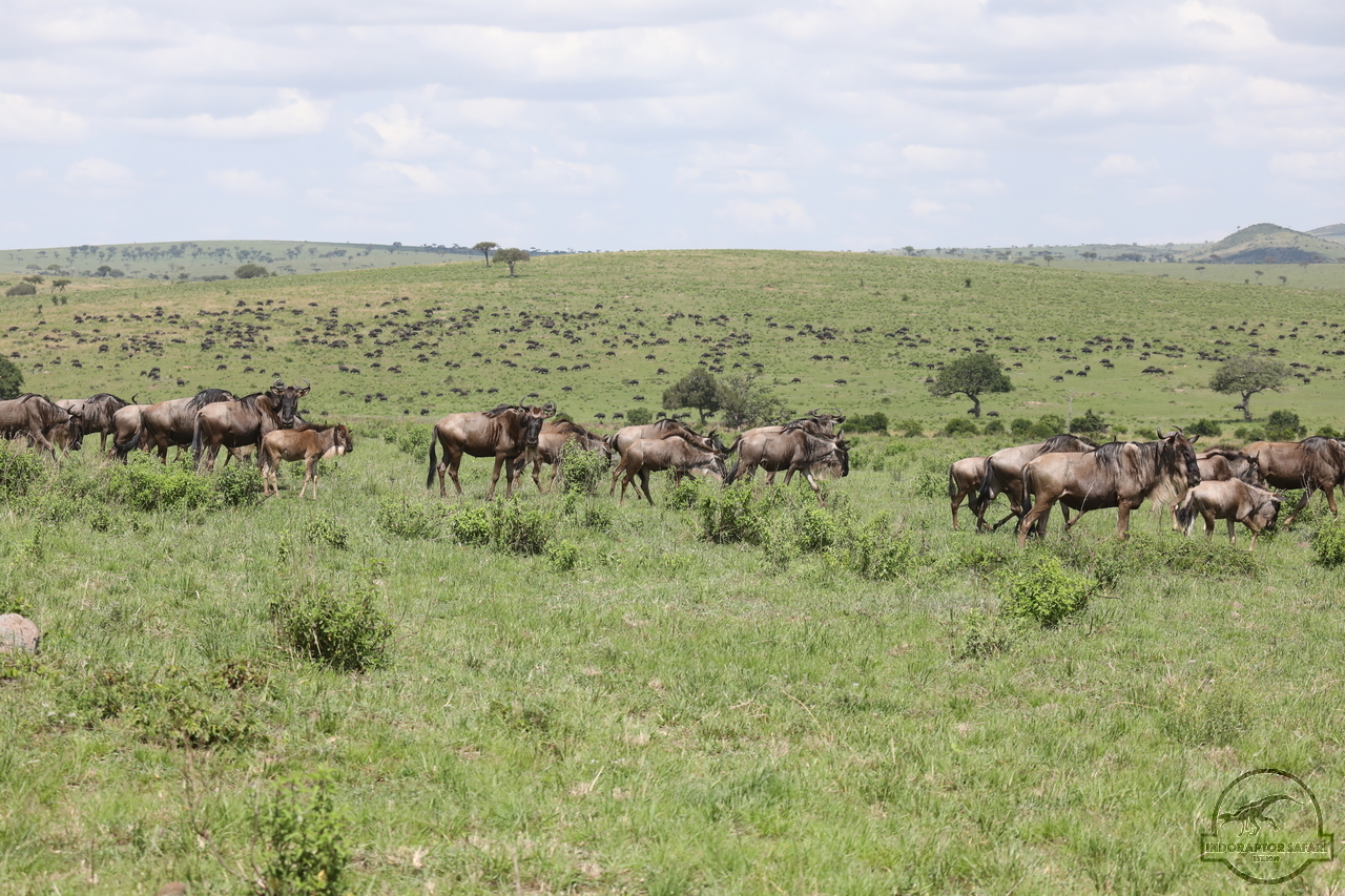 [237] 2019_07_03_15_57_55_Africa_Canon_EOS_5D_Mark_IV_IMG_0013900_00062.jpg