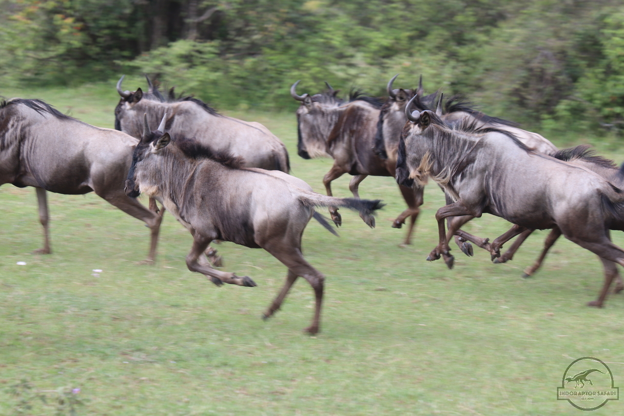 [245] 2019_07_04_08_15_05_Africa_Canon_EOS_77D_IMG_3957_00012.jpg