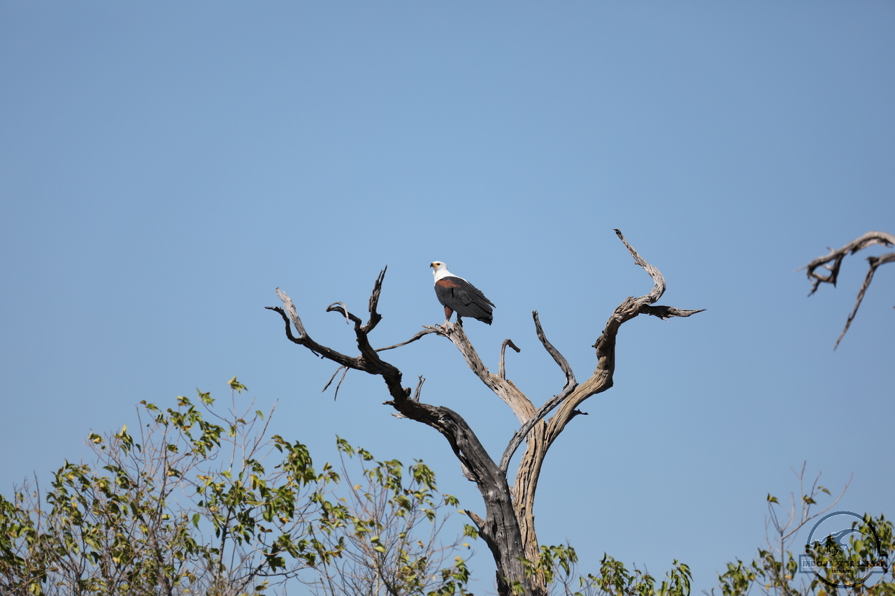 [248] 2019_06_20_15_56_05_Africa_Canon_EOS_5D_Mark_IV_IMG_0001233_00001.jpg