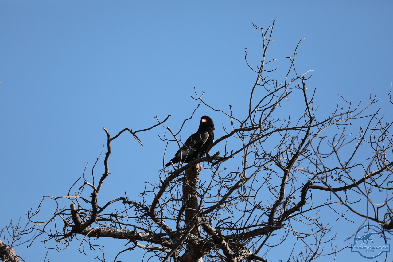 [263] 2019_06_22_14_10_50_Africa_Canon_EOS_5D_Mark_IV_IMG_0002674_00001.jpg