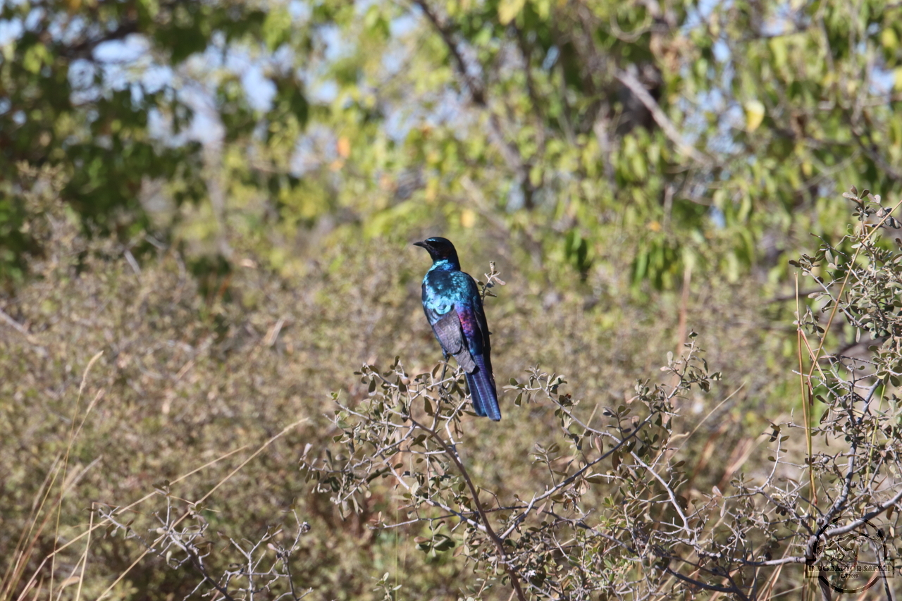 [279] 2019_06_23_10_43_08_Africa_Canon_EOS_77D_IMG_1161_00012.jpg