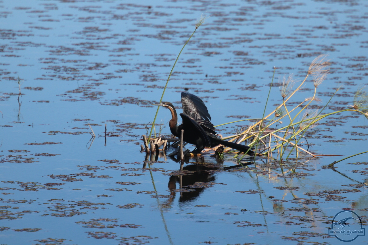 [293] 2019_06_21_12_23_45_Africa_Canon_EOS_77D_IMG_0674_00001.jpg