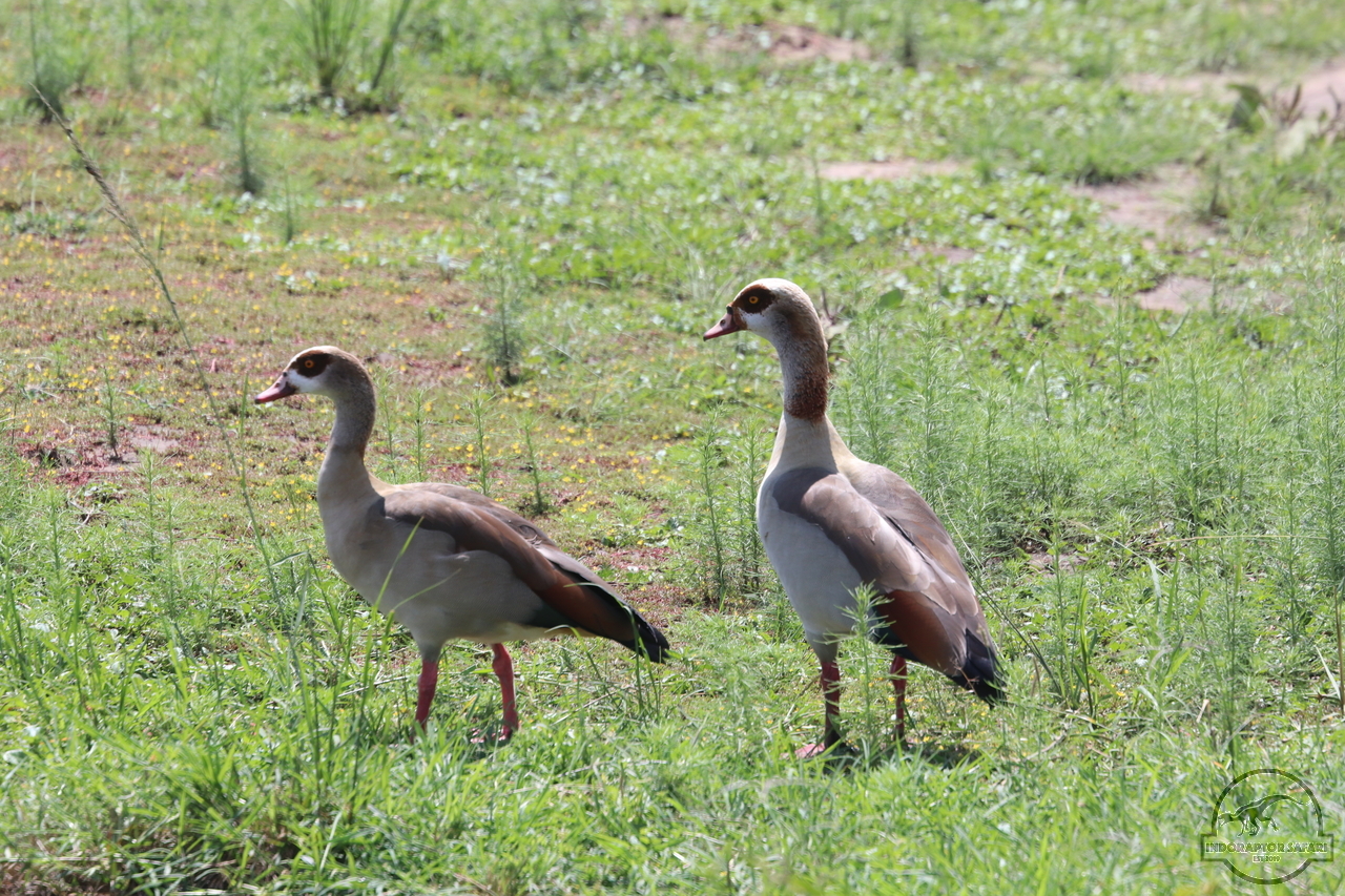 [313] 2019_07_01_11_44_30_Africa_Canon_EOS_77D_IMG_2699_00115.jpg