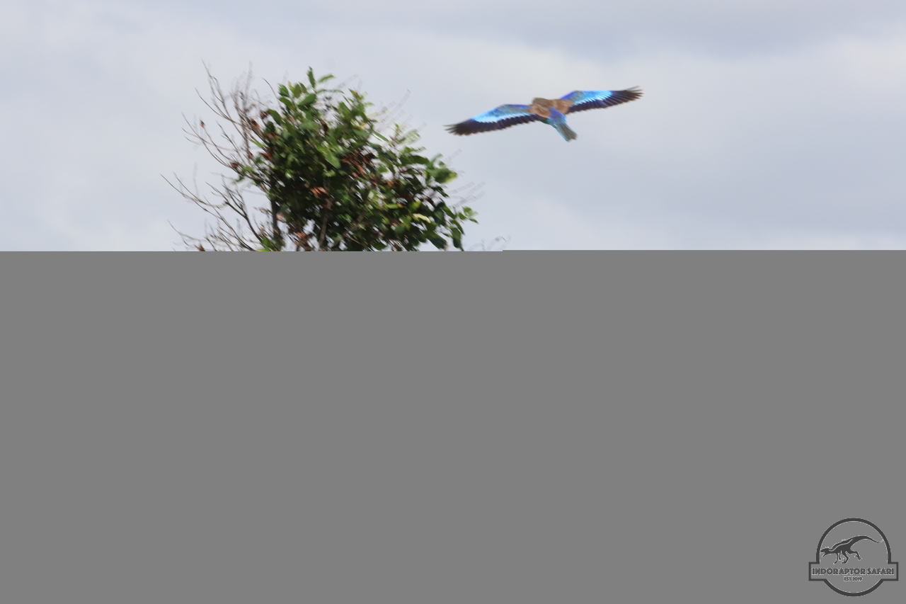 [343] 2019_07_03_10_56_06_Africa_Canon_EOS_77D_IMG_3493_00126.jpg