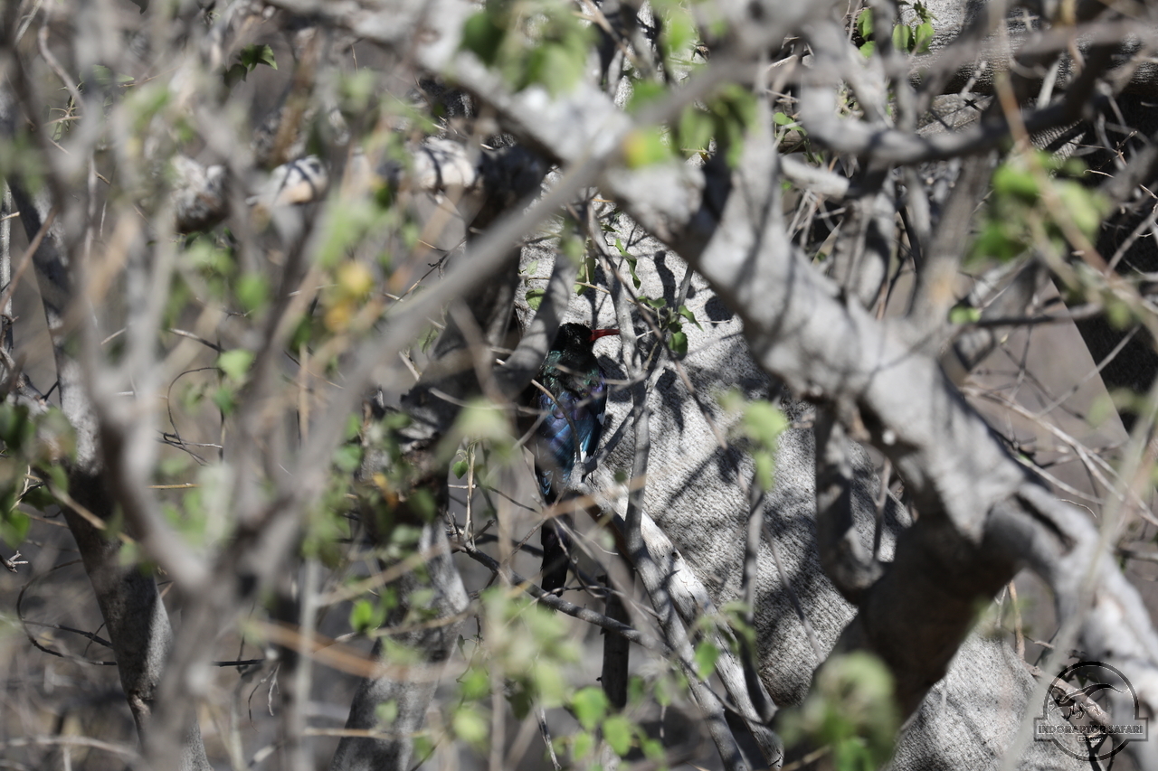 [389] 2019_06_21_14_08_02_Africa_Canon_EOS_5D_Mark_IV_IMG_0003726_00001.jpg