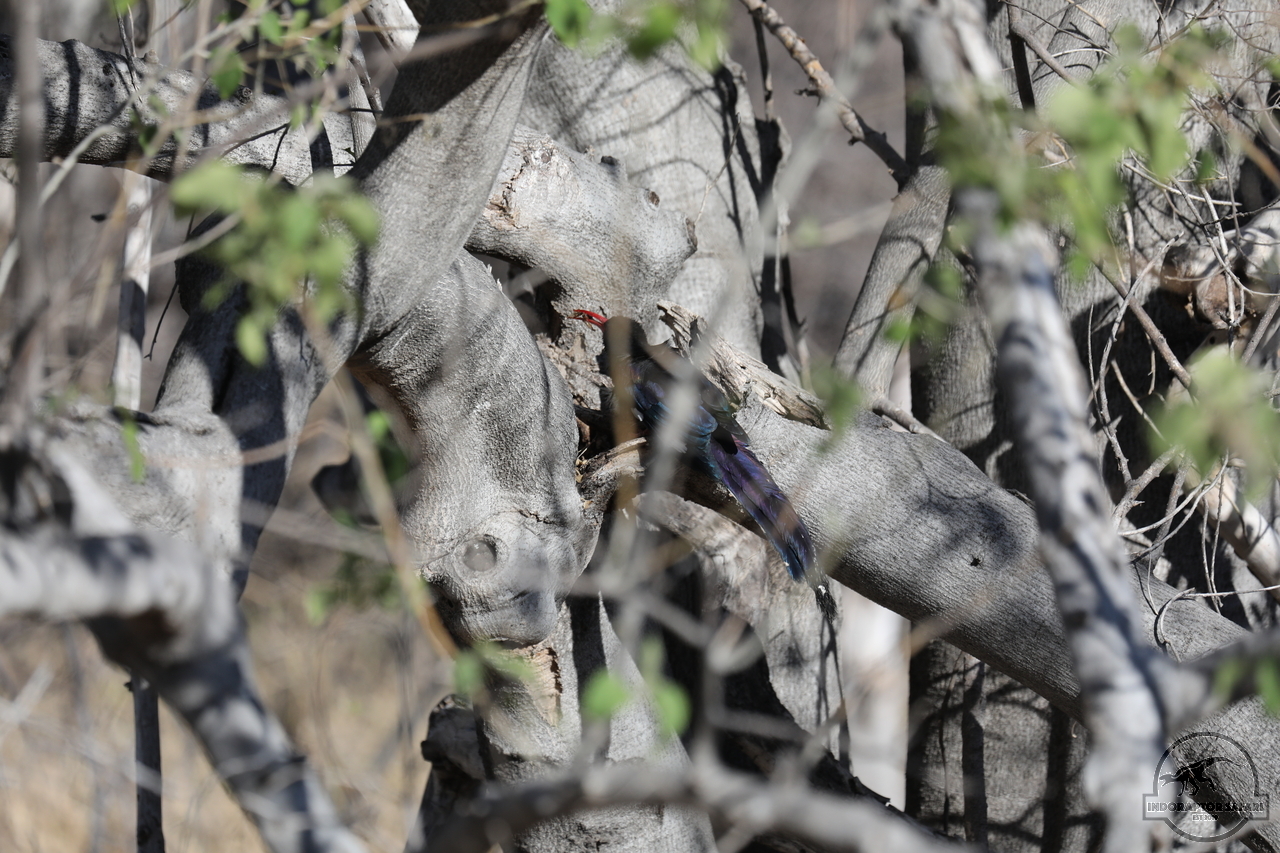 [394] 2019_06_21_14_09_49_Africa_Canon_EOS_5D_Mark_IV_IMG_0003734_00142.jpg