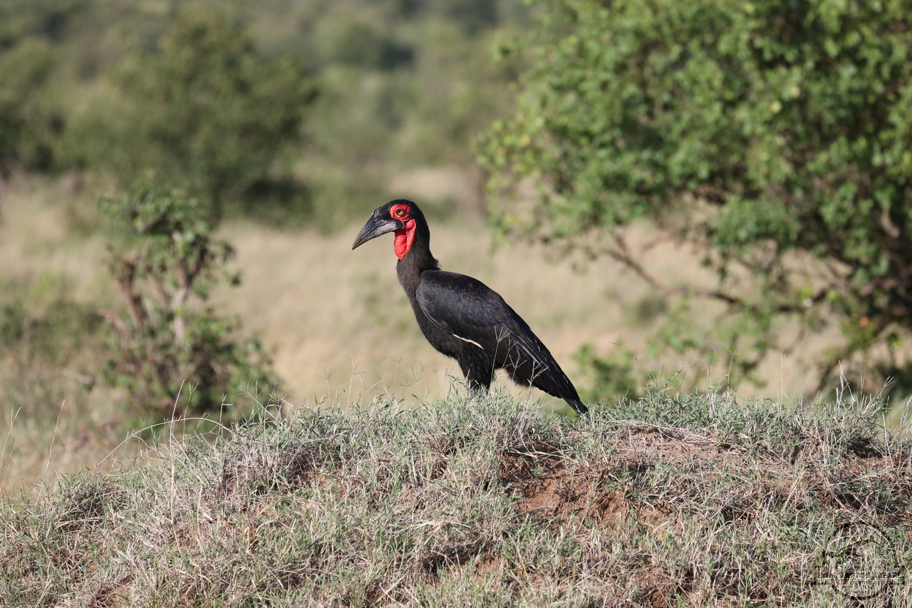[411] 2019_07_03_12_07_38_Africa_Canon_EOS_5D_Mark_IV_IMG_0012934_00055.jpg