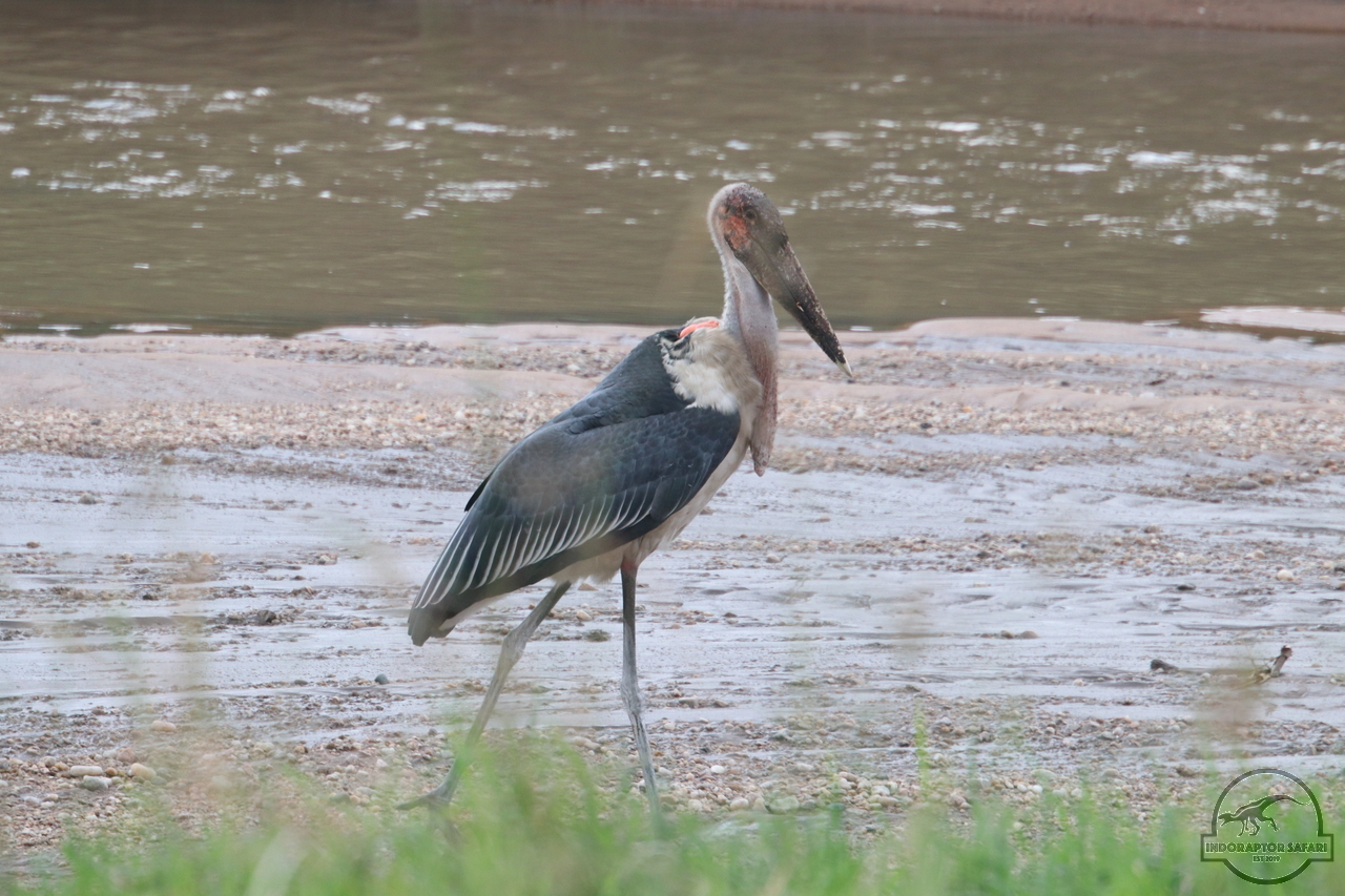 [427] 2019_07_01_15_27_43_Africa_Canon_EOS_77D_IMG_2885_00153.jpg