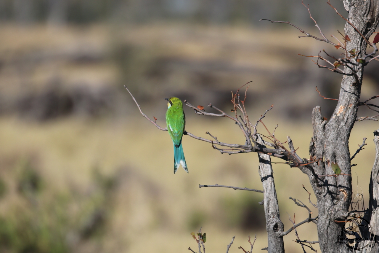 [428] 2019_06_21_16_07_00_Africa_Canon_EOS_77D_IMG_0757_00001.jpg