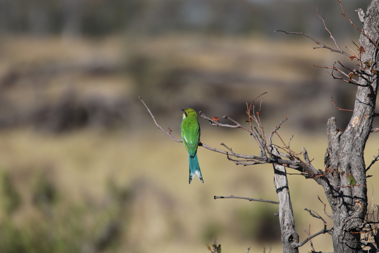 [432] 2019_06_21_16_07_01_Africa_Canon_EOS_77D_IMG_0758_00063.jpg
