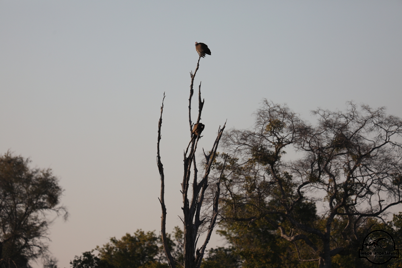 [439] 2019_06_20_12_42_05_Africa_Canon_EOS_5D_Mark_IV_IMG_0000810_00157.jpg