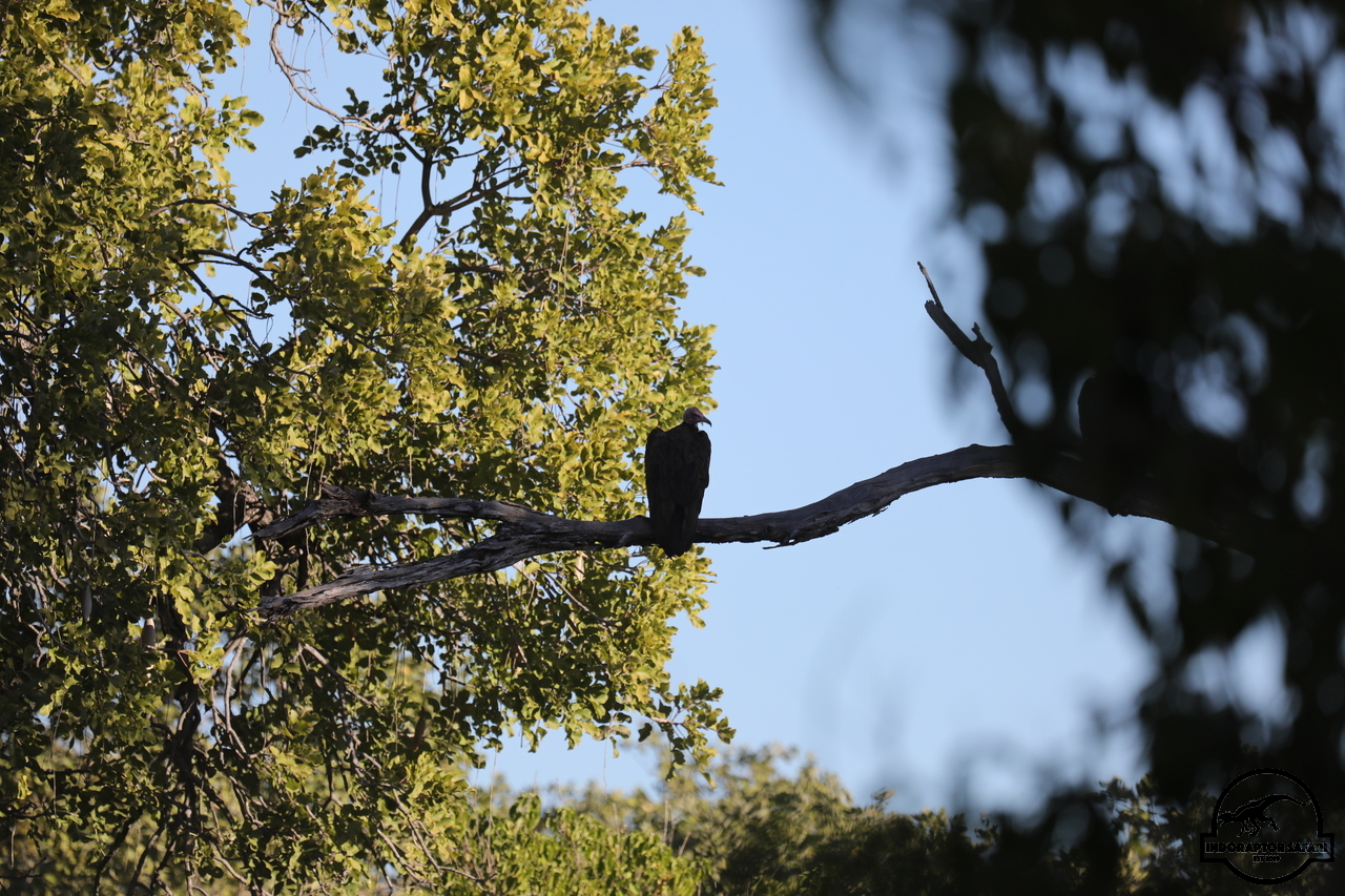[451] 2019_06_22_21_47_57_Africa_Canon_EOS_5D_Mark_IV_IMG_0003399_00158.jpg