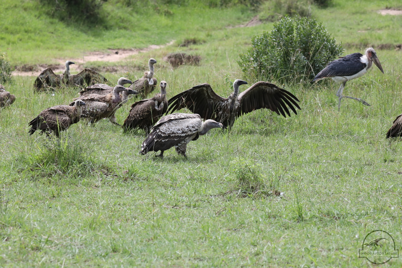 [460] 2019_07_02_16_13_54_Africa_Canon_EOS_5D_Mark_IV_IMG_0012361_00160.jpg