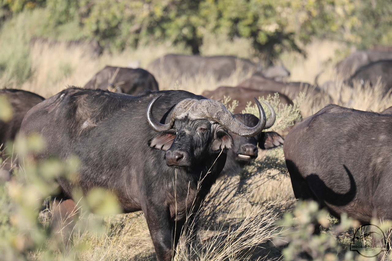[487] 2019_06_20_13_20_34_Africa_Canon_EOS_5D_Mark_IV_IMG_0001038_00002.jpg