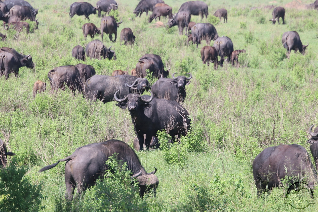 [491] 2019_07_01_09_58_34_Africa_Canon_EOS_77D_IMG_2578_00007.jpg