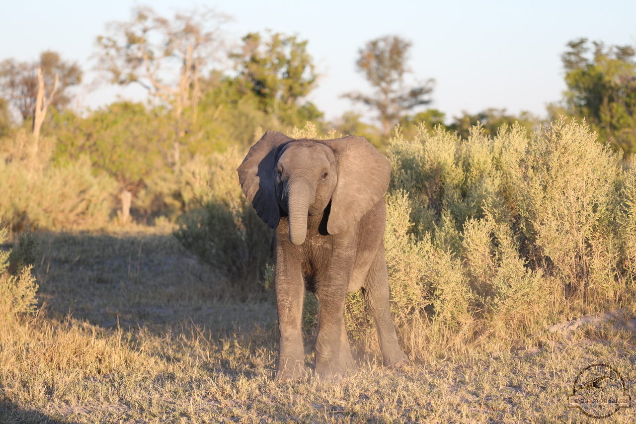 [531] 2019_06_19_22_35_36_Africa_Canon_EOS_5D_Mark_IV_IMG_0000421_00002.jpg
