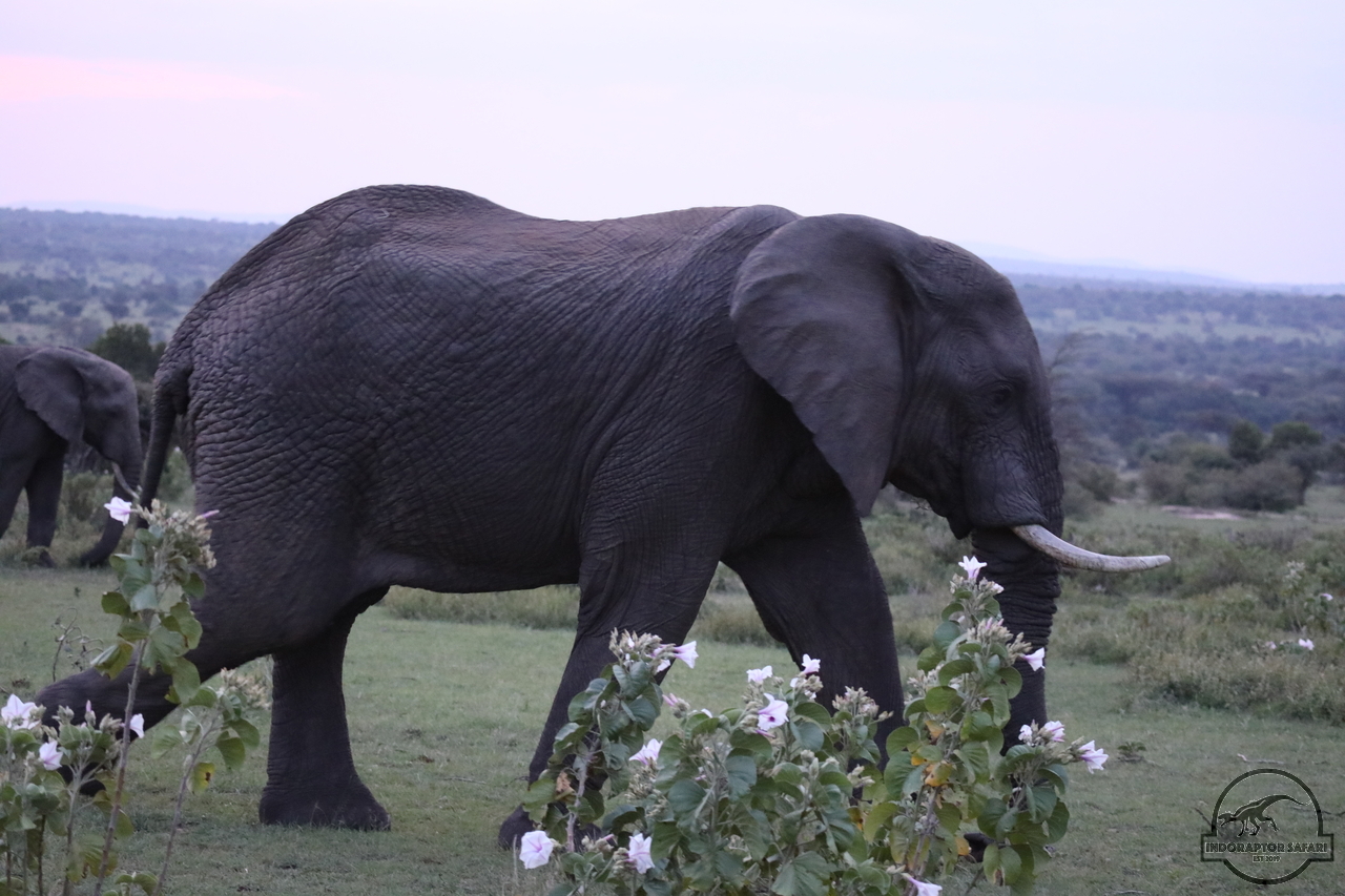 [576] 2019_06_30_22_50_55_Africa_Canon_EOS_5D_Mark_IV_IMG_0009813_00213.jpg