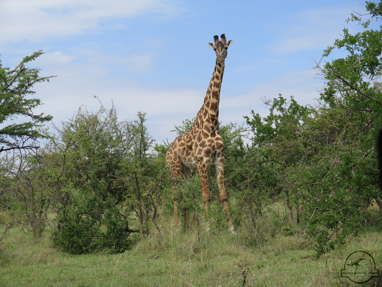 [620] 2019_07_04_04_21_48_Africa_Canon_PowerShot_G16_IMG_0103_00232.jpg