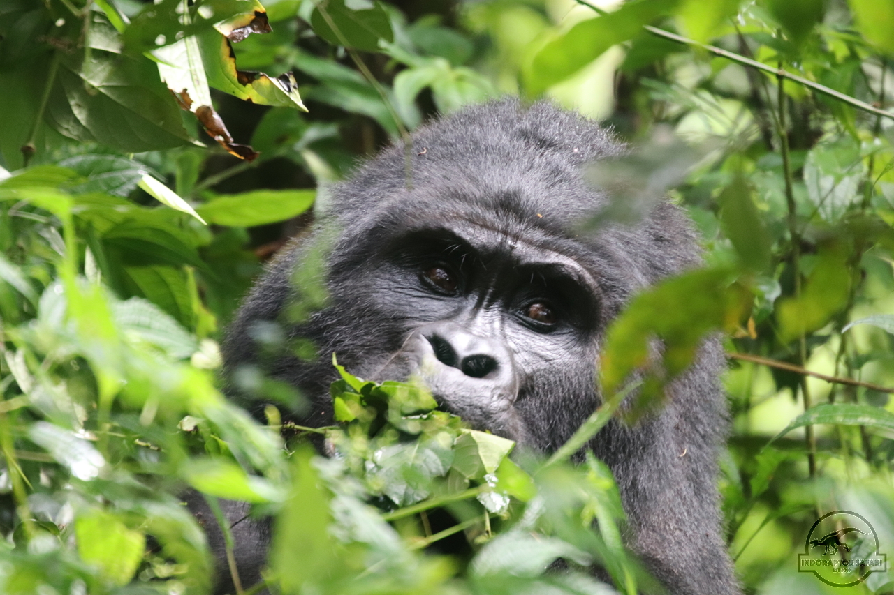 [664] 2019_06_27_10_09_42_Africa_Canon_EOS_77D_IMG_1632_00268.jpg