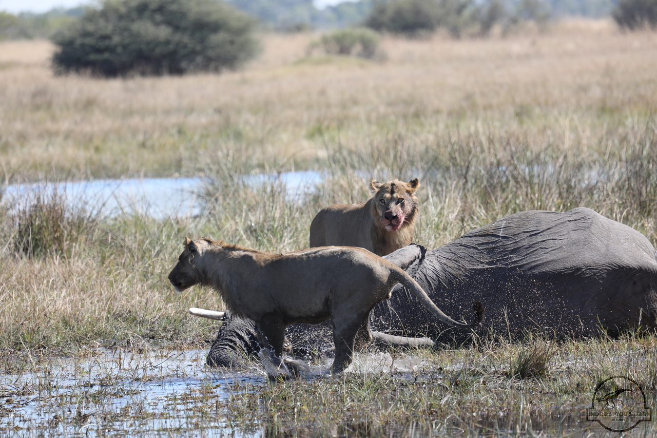 [1098] 2019_06_20_16_30_04_Africa_Canon_EOS_5D_Mark_IV_IMG_0001866_00481.jpg