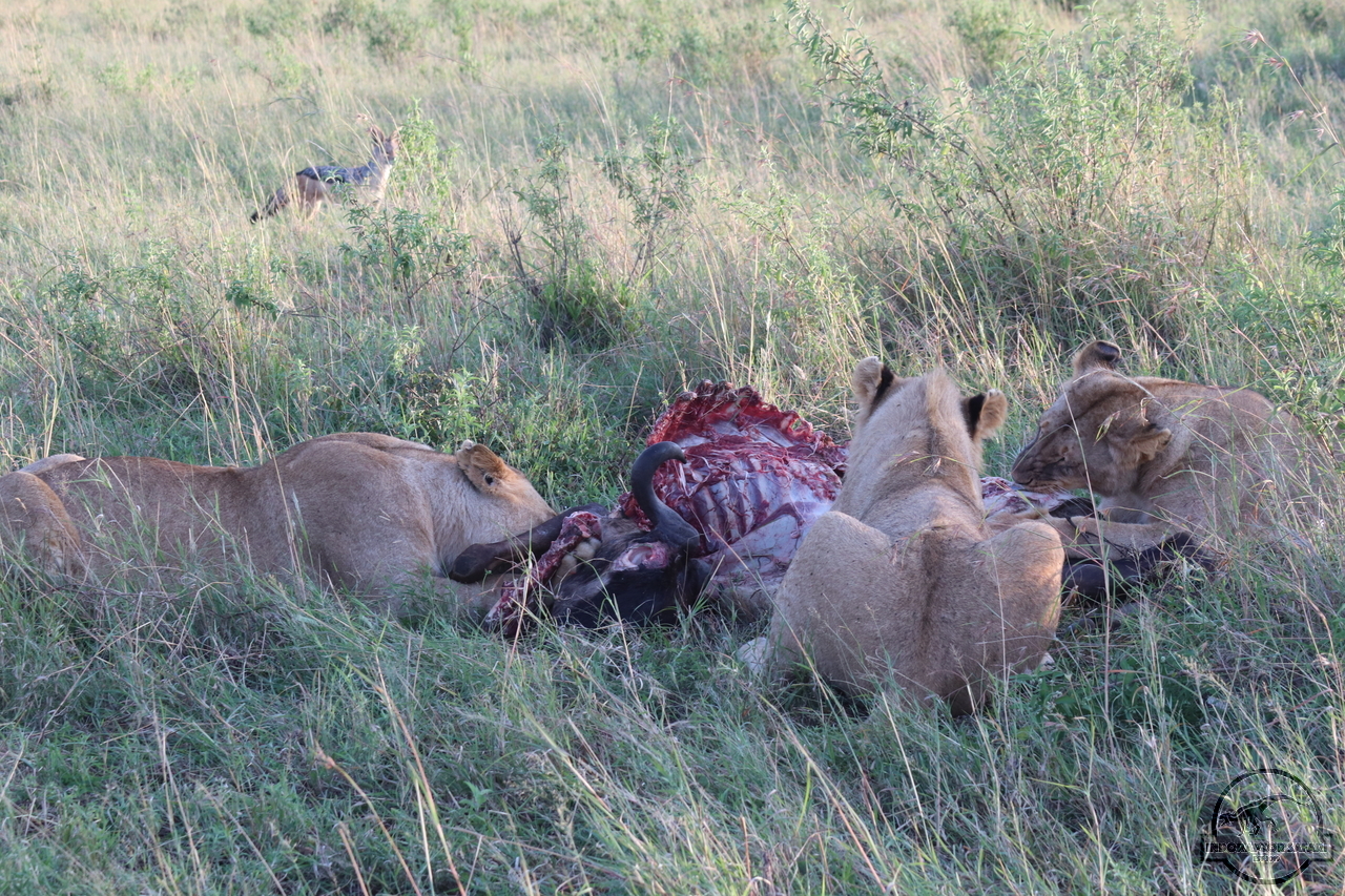 [1109] 2019_07_01_06_17_25_Africa_Canon_EOS_77D_IMG_2220_00031.jpg