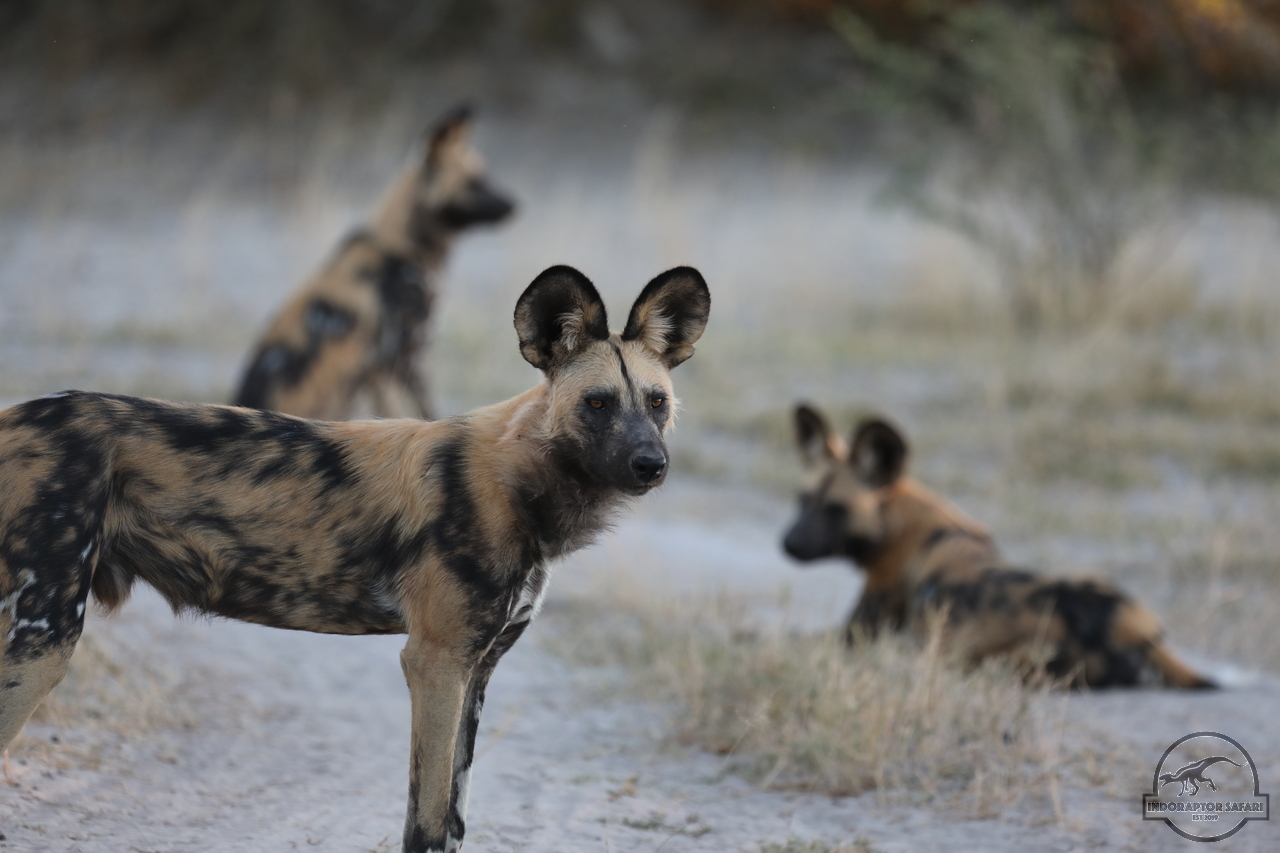 [1252] 2019_06_22_22_44_02_Africa_Canon_EOS_5D_Mark_IV_IMG_0003561_00553.jpg