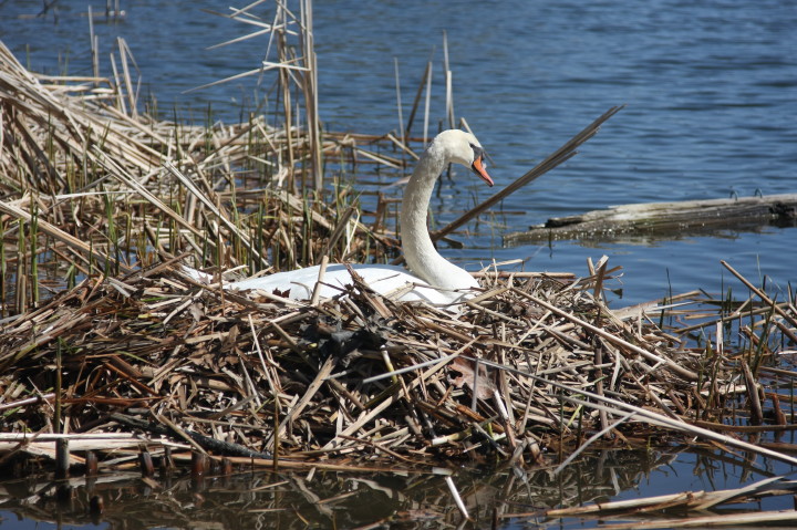 Swans on Irondequoit Bay | Fri, 13 Apr 2012 11:21:16 AM Swans on Irondequoit Bay | Fri, 13 Apr 2012 11:21:16 AM