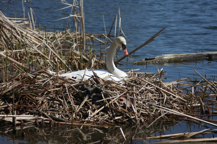 Swans on Irondequoit Bay | Fri, 13 Apr 2012 11:21:19 AM Swans on Irondequoit Bay | Fri, 13 Apr 2012 11:21:19 AM
