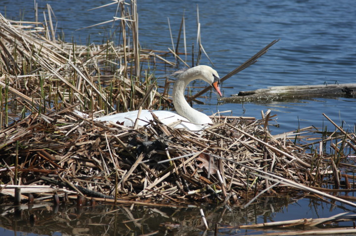 Swans on Irondequoit Bay | Fri, 13 Apr 2012 11:21:25 AM Swans on Irondequoit Bay | Fri, 13 Apr 2012 11:21:25 AM