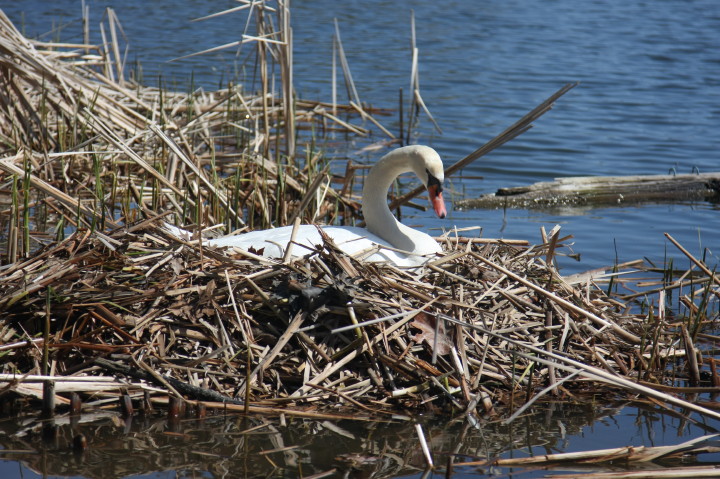 Swans on Irondequoit Bay | Fri, 13 Apr 2012 11:21:32 AM Swans on Irondequoit Bay | Fri, 13 Apr 2012 11:21:32 AM
