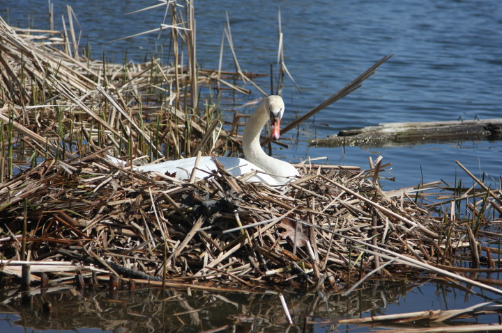 Swans on Irondequoit Bay | Fri, 13 Apr 2012 11:21:33 AM Swans on Irondequoit Bay | Fri, 13 Apr 2012 11:21:33 AM