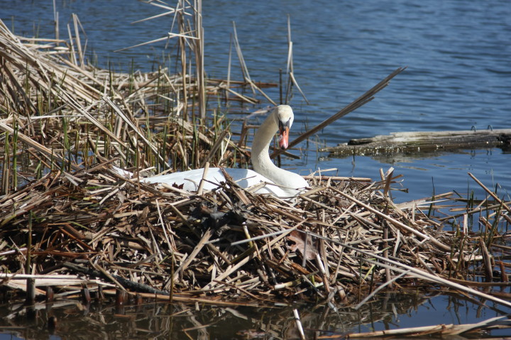 Swans on Irondequoit Bay | Fri, 13 Apr 2012 11:21:33 AM Swans on Irondequoit Bay | Fri, 13 Apr 2012 11:21:33 AM