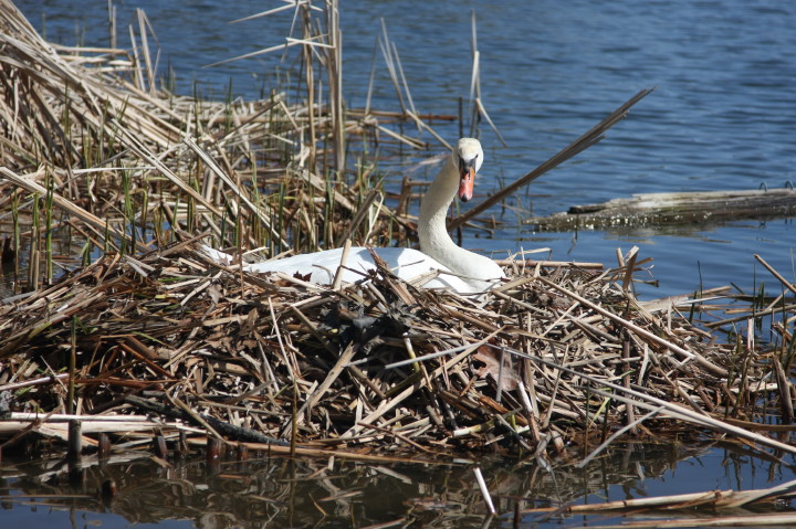 Swans on Irondequoit Bay | Fri, 13 Apr 2012 11:21:36 AM Swans on Irondequoit Bay | Fri, 13 Apr 2012 11:21:36 AM